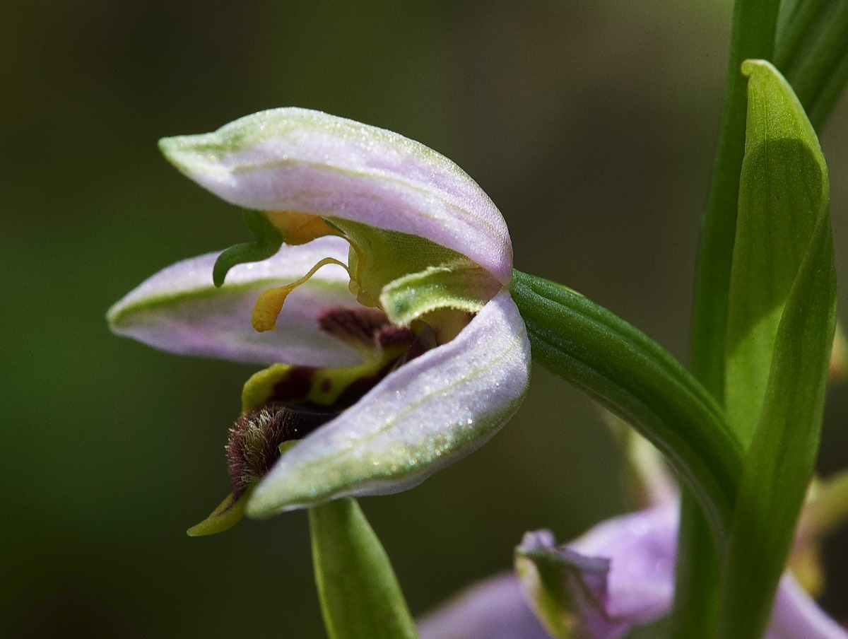 Bee Orchid  Overstrand 14/06/19