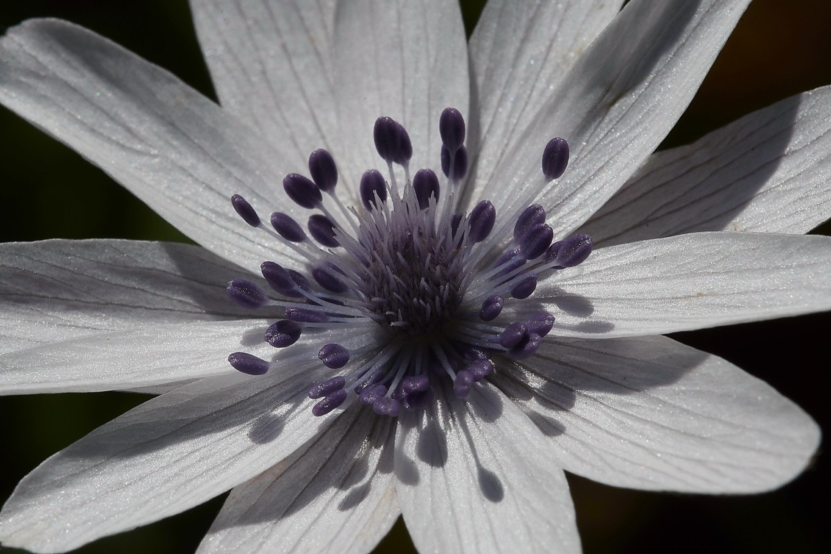 Heildrichs Anemone - Kali Sakia  Crete  09/0419