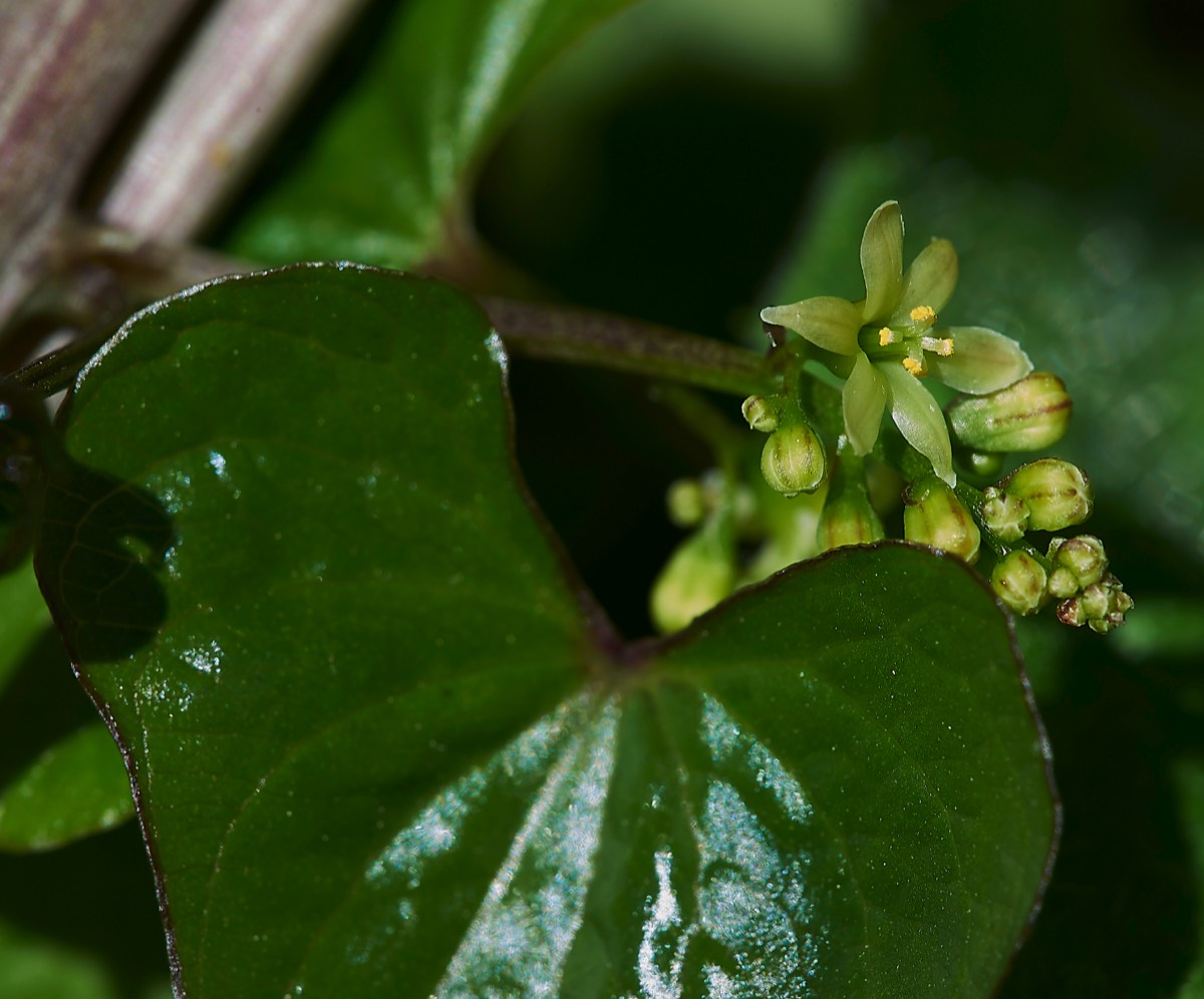 Black Bryony Alderford Common 24/05/19