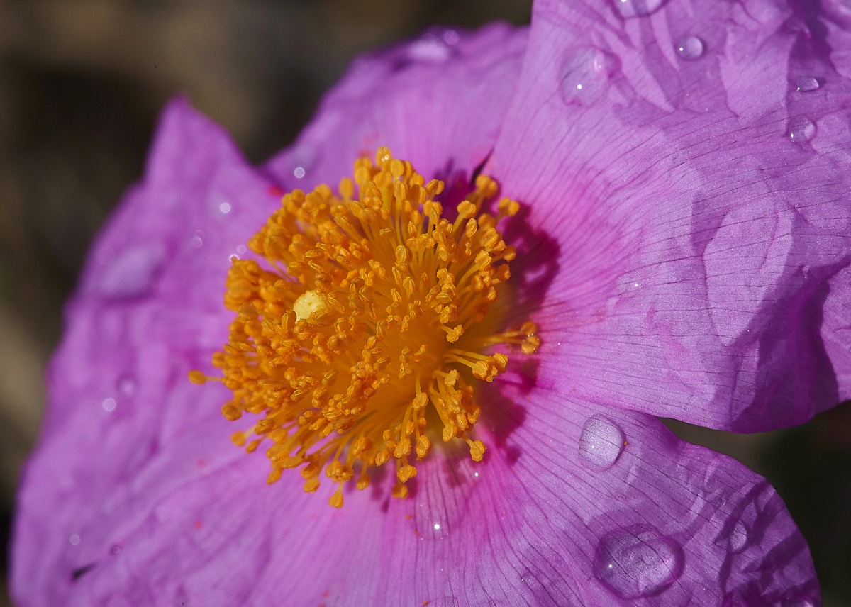 Cretan Rock Rose   Privelli Rd  Crete 07/04/19