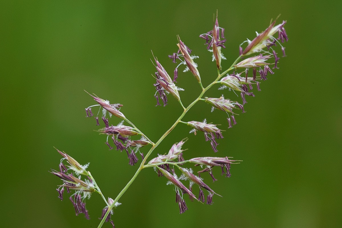 Grass Buxton Heath 15/06/19