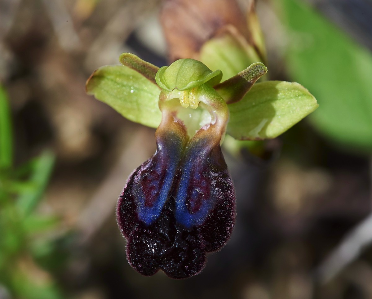 Rainbow Orchid  Privelli Rd Crete 07/04/19