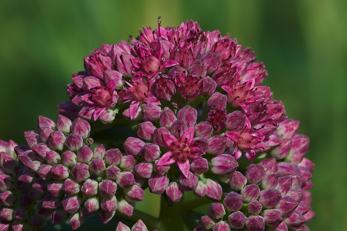 Ice Plant  Metton 25/07/19