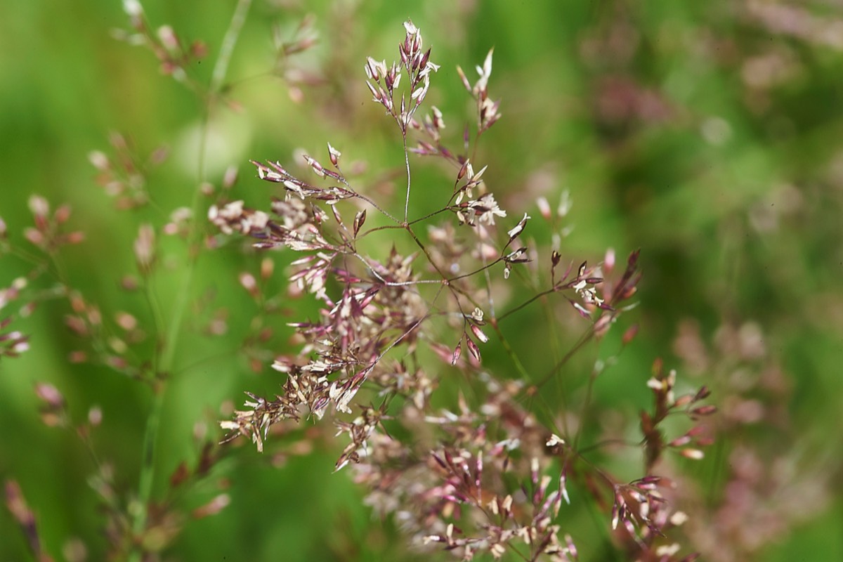 Common Bent  Kelling Heath 07/07/19