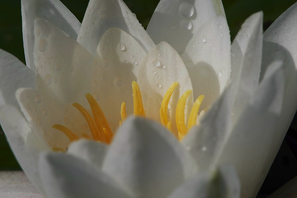 White Water Lily  Felbrigg 18/07/19