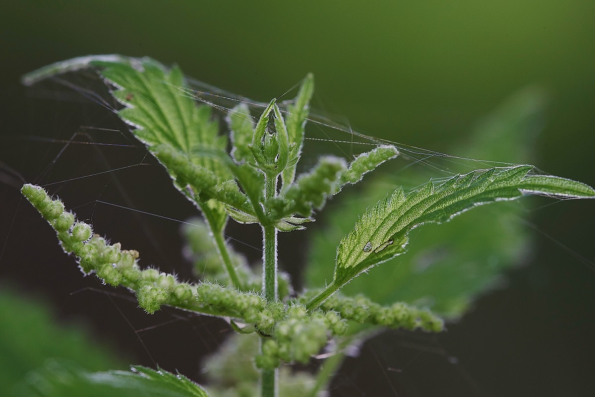 Nettle Felbrigg 16/06/19