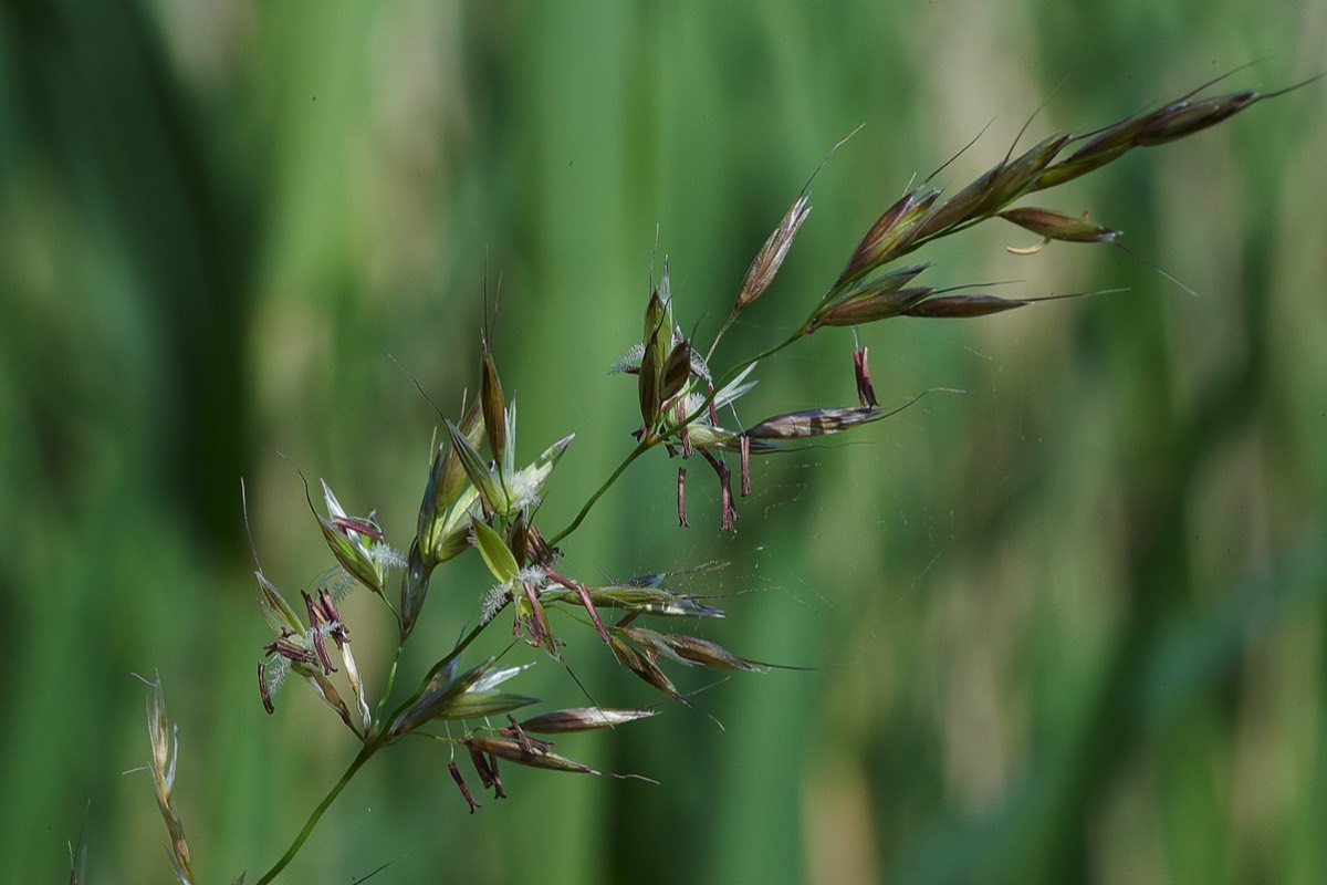 Grass  Cley 05/07/19