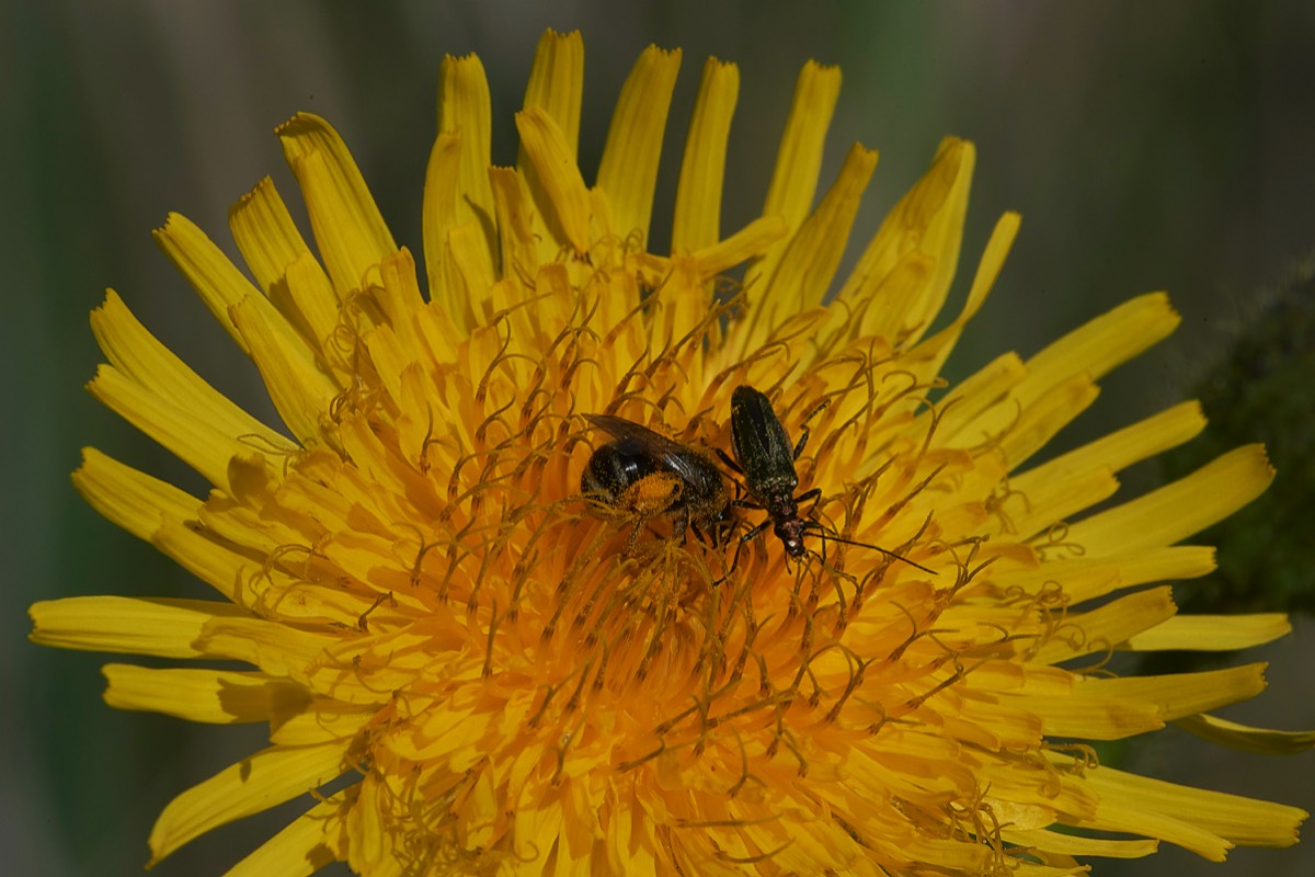 Sowthistle Cley 05/07/19