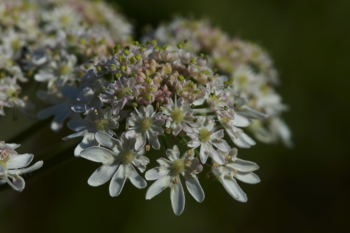 Hogweed  Kelling Heath 07/07/19