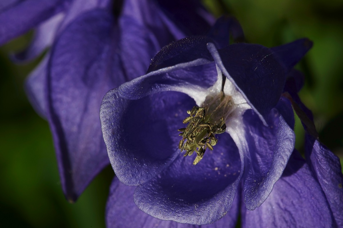 Columbine Sazos France 31/05/19