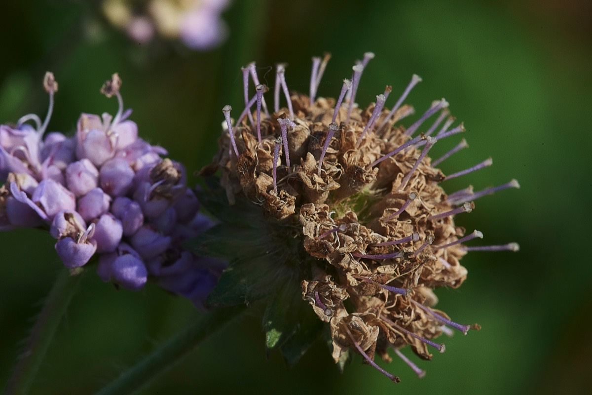 Field Scabious  Metton 25/07/19