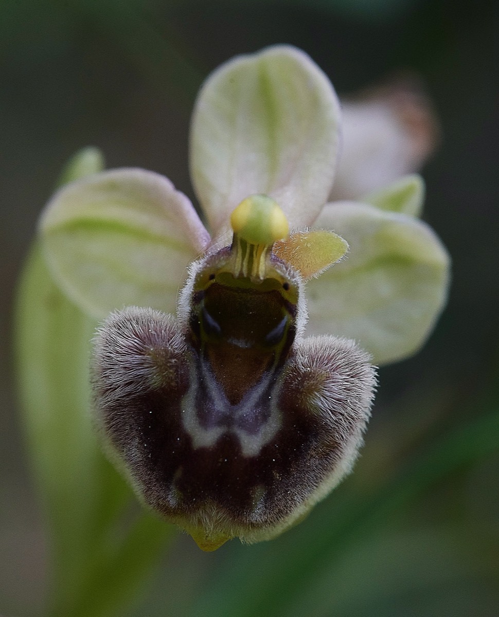 Sawfly/Bumble Bee Cross   Mourne - Crete 10/04/19