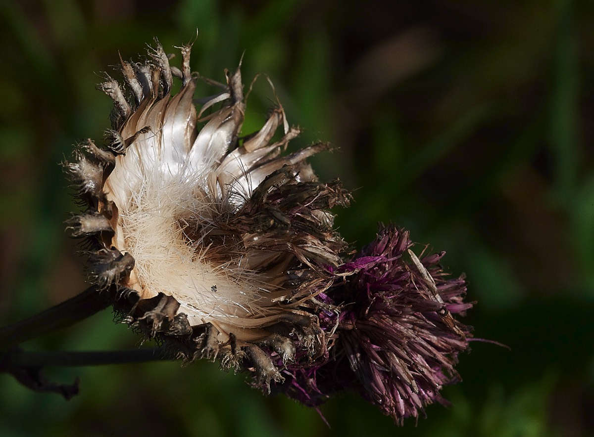 Giant Knapweed  Metton 25/07/19