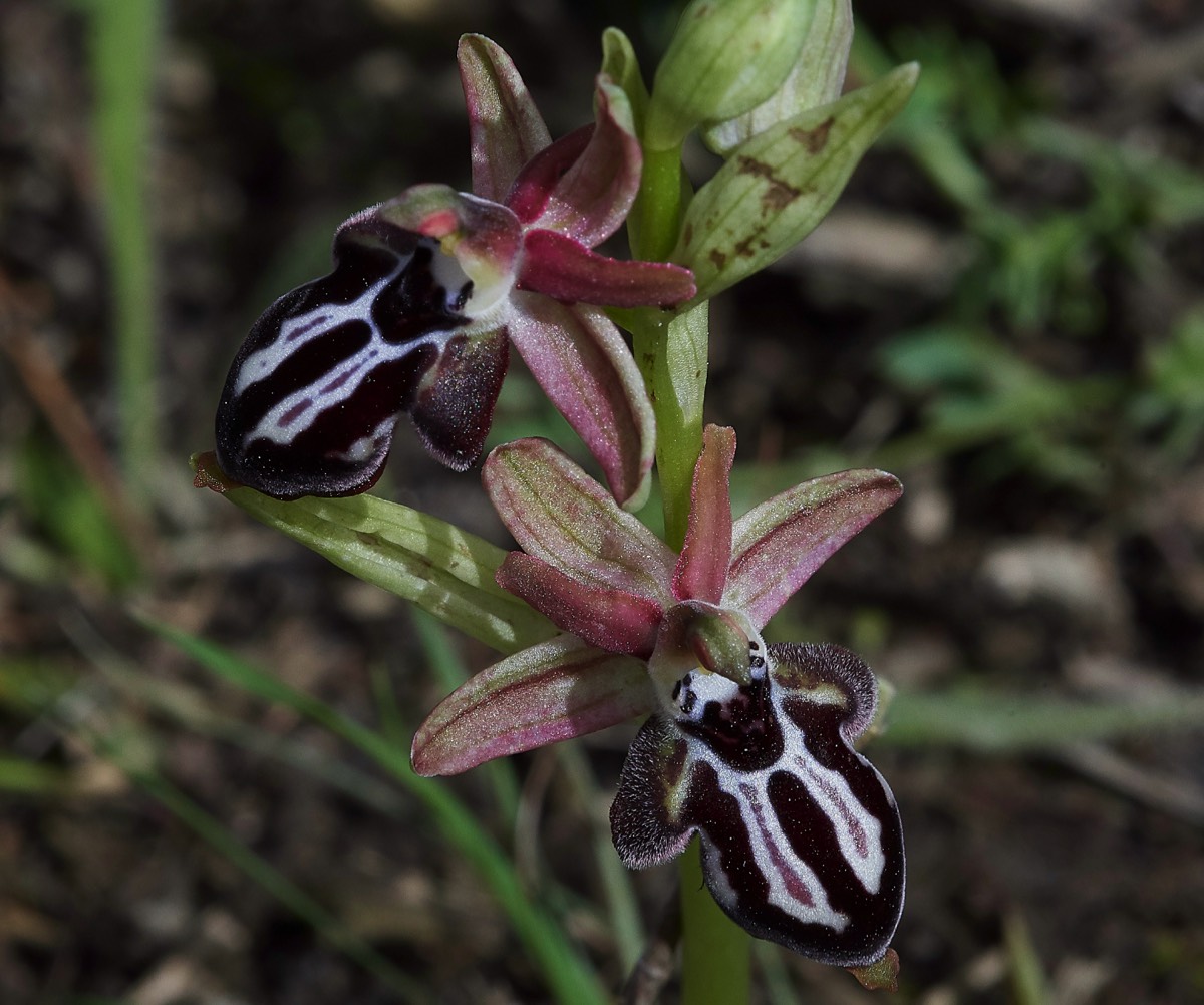 Cretan Bee Orchid Spilli 12/04/19