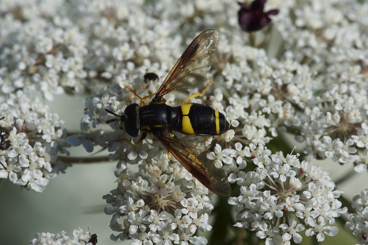 Solitary Wasp Sp  Hanworth 30/07/19
