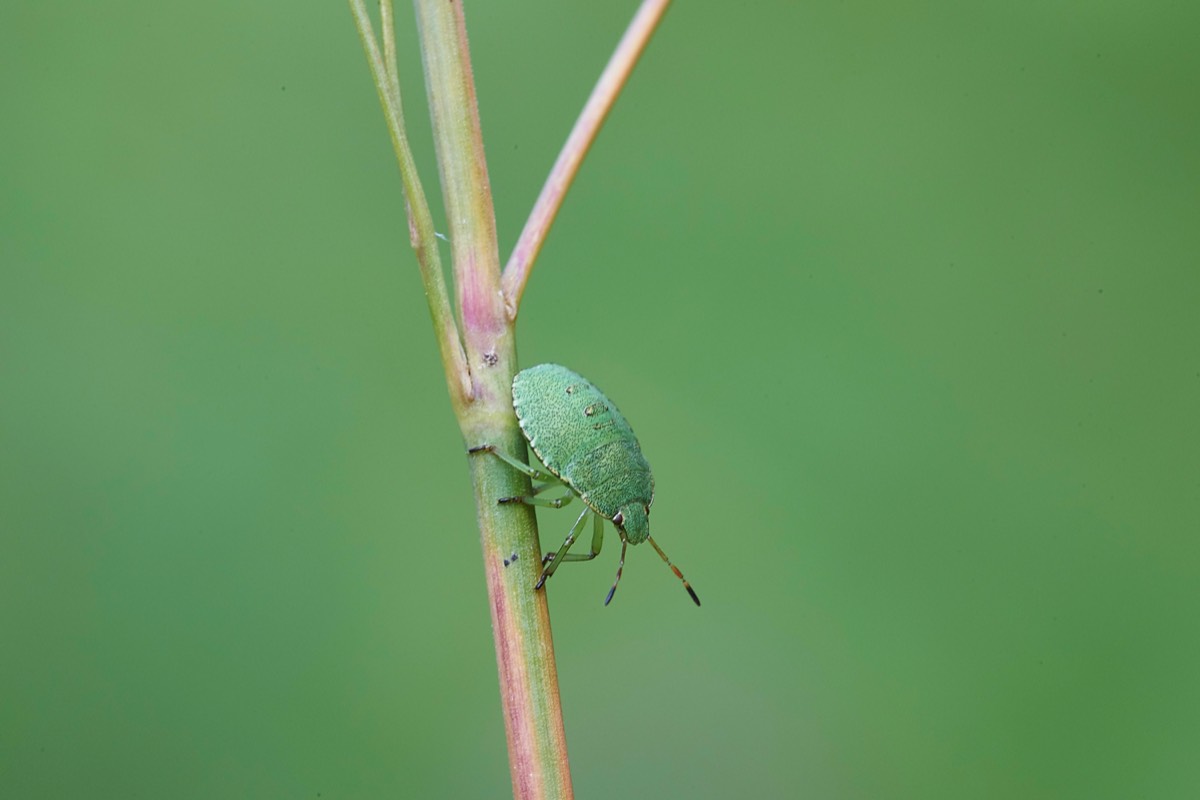 Green Shield Bug Foxley Wood 26/07/19