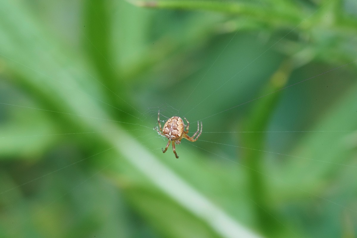 Spider Sp Cley 12/11/19
