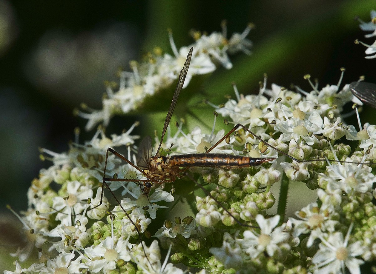 Spotted Cranefly Foxley Wood 26/07/19