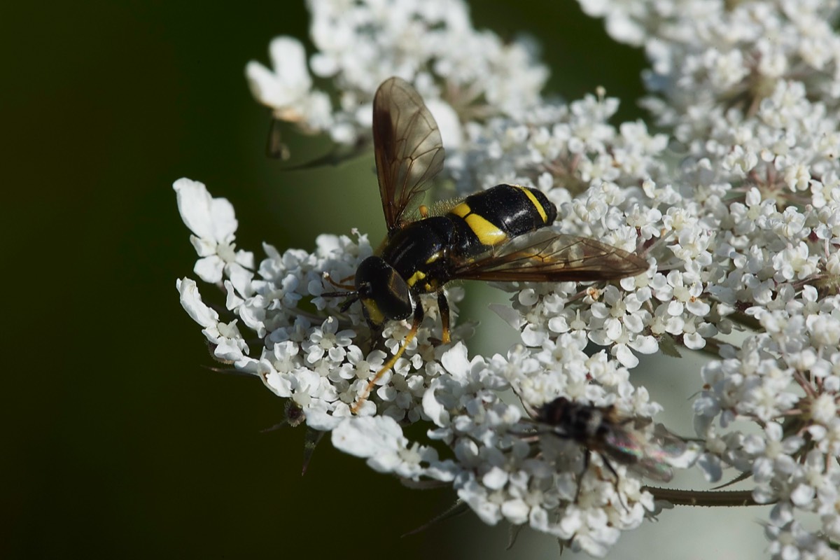 Solitary Wasp Sp  Hanworth 30/07/19