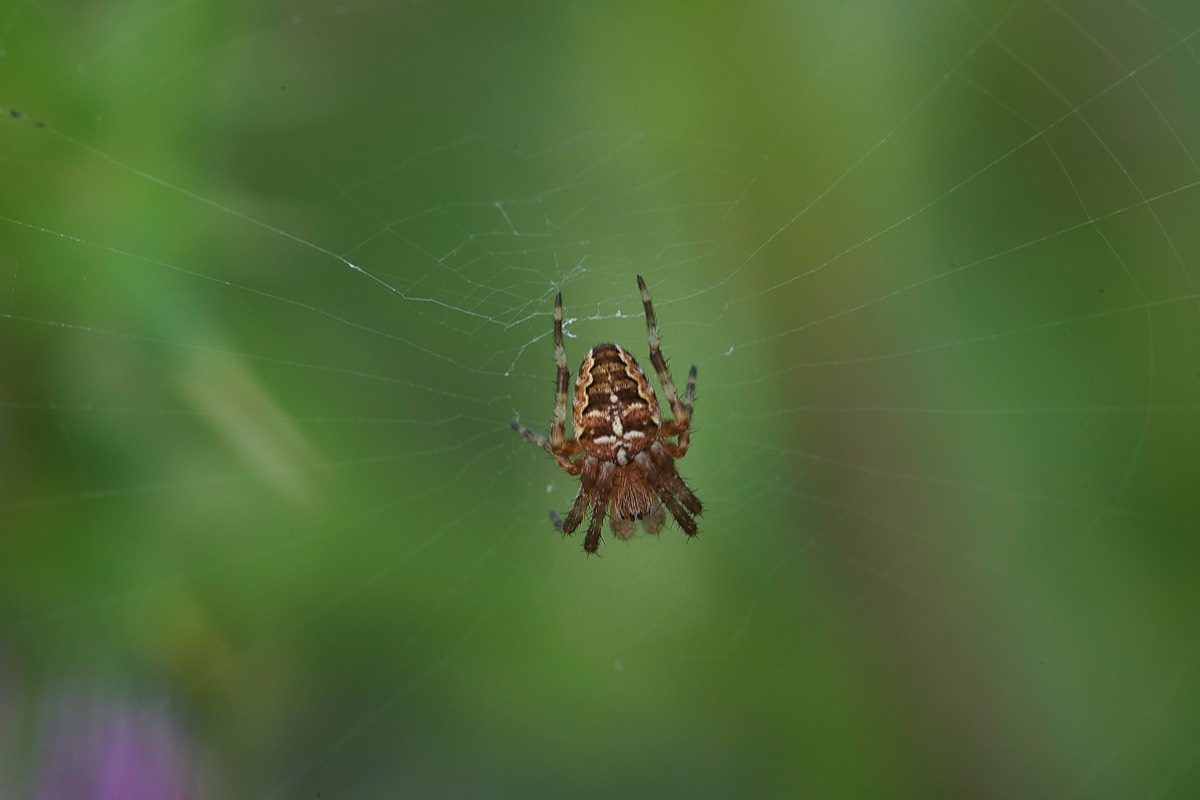 Spider Sp Cley 21/07/19