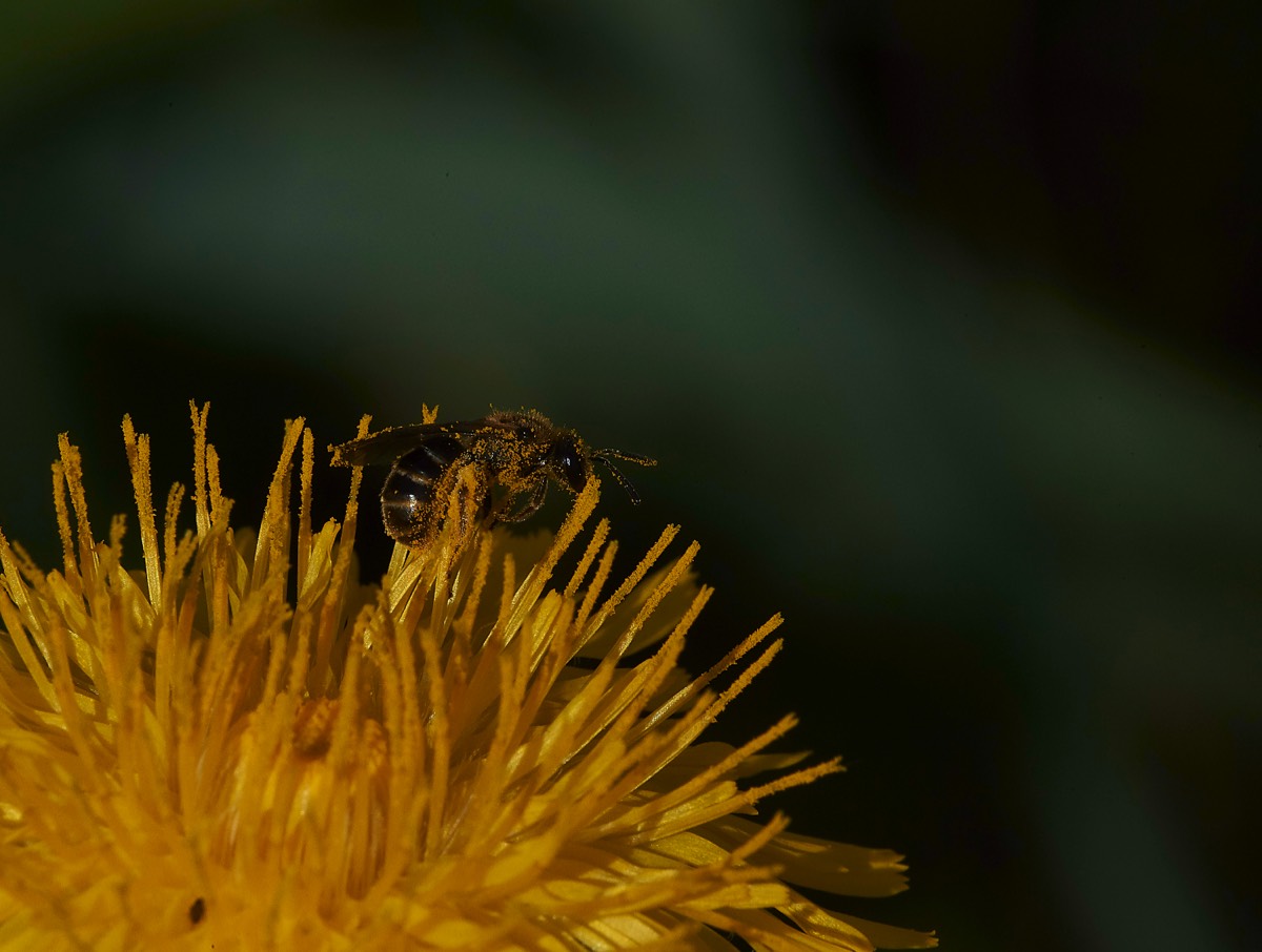 Bee Sp Cley 21/07/19