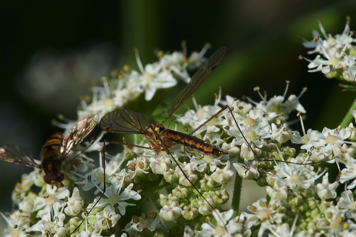 Spotted Cranefly  Foxley Wood 26/07/19