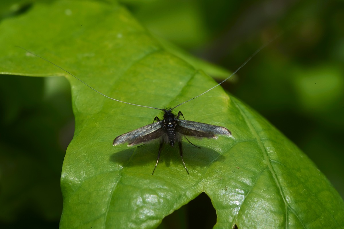 Fairy Moth Hanworth 19/05/19