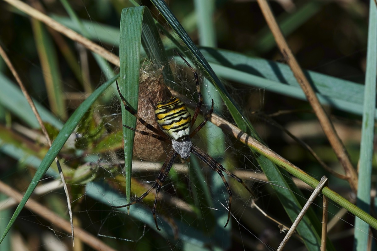 Wasp Spider - North Norfolk 24/12/19