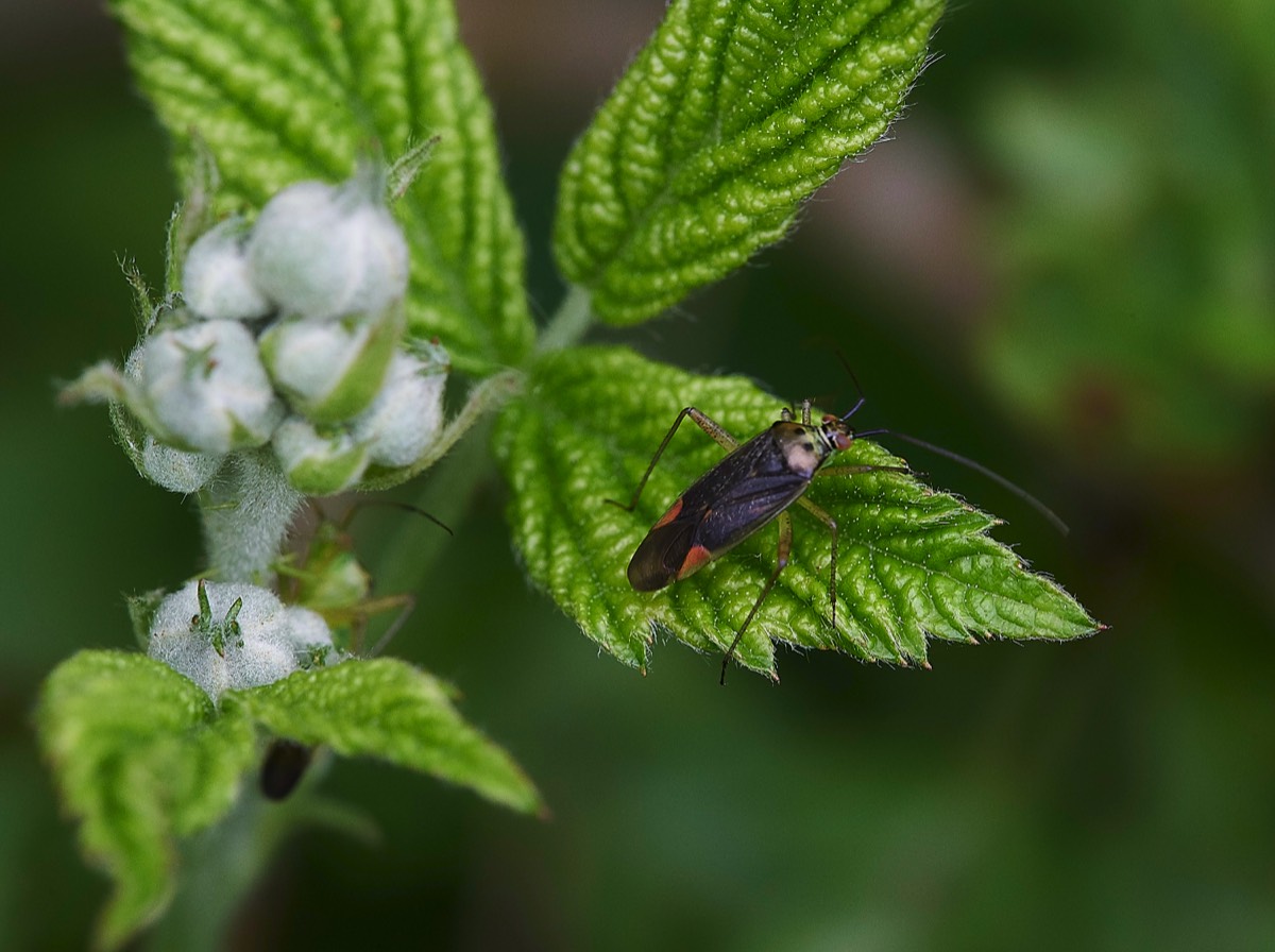 Bug  Alderfod Common 15/06/19