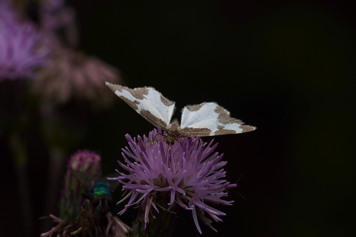 Moth Sp Foxley Wood 26/07/19