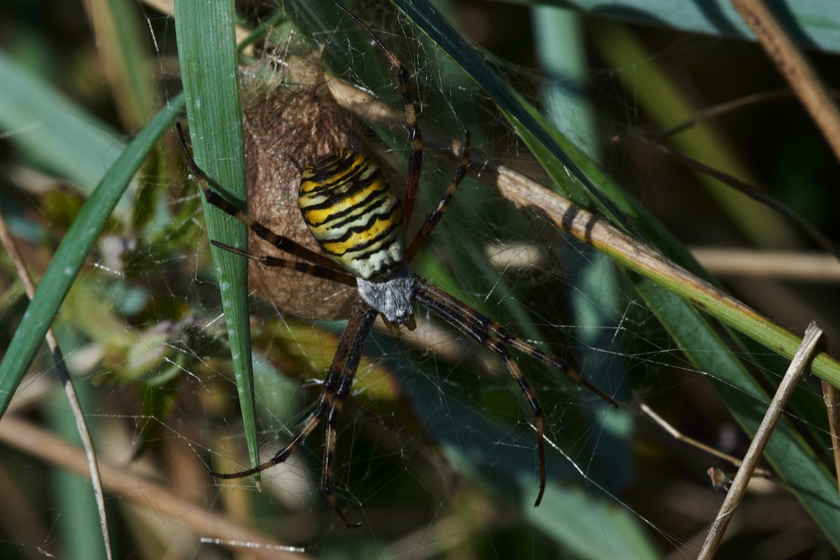 Wasp Spider - North Norfolk 24/12/19