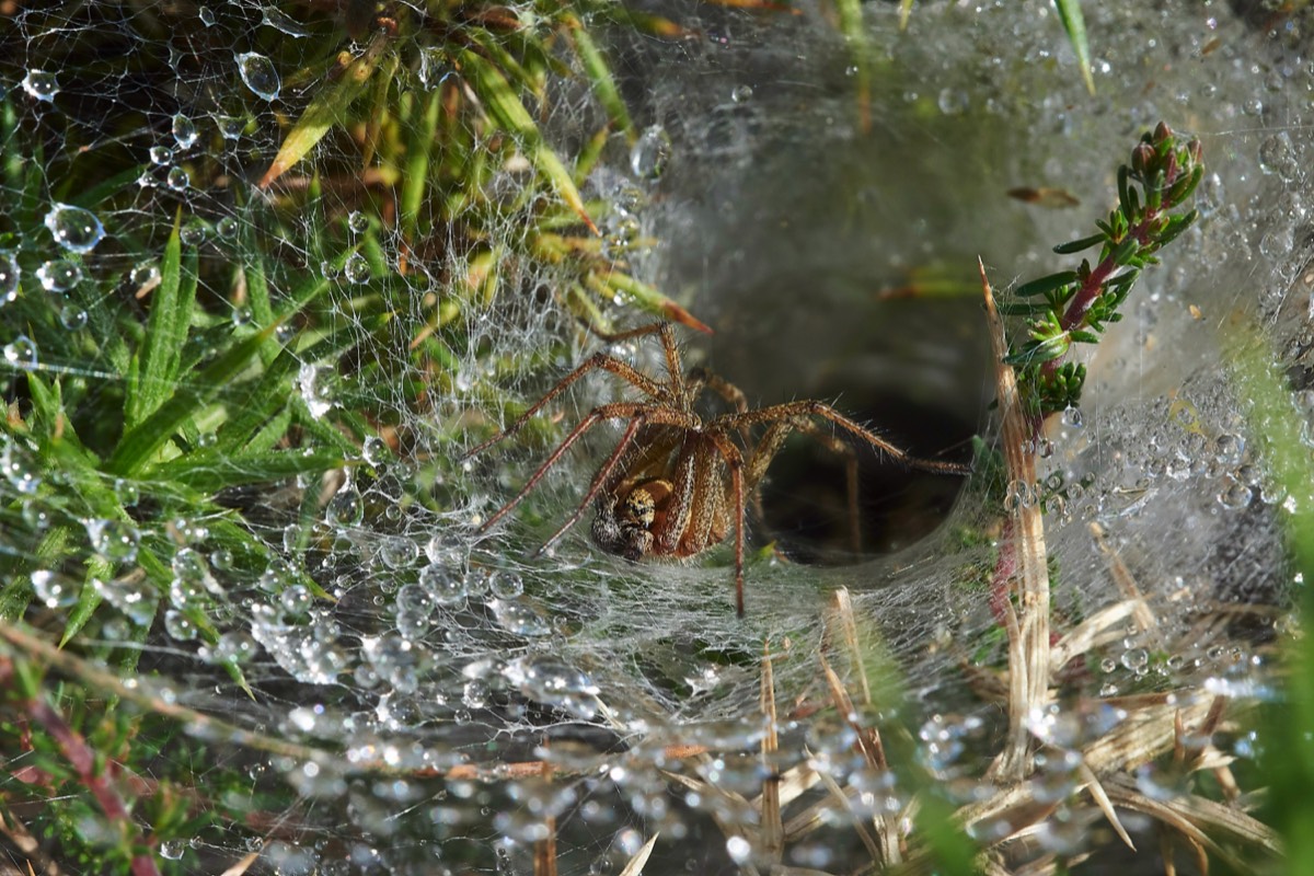 Spider Sp Kelling Heath 07/07/19