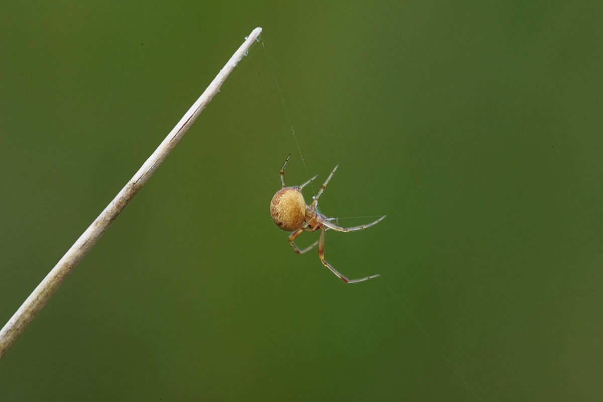 Spider Sp Buxton Heath 15/06/19