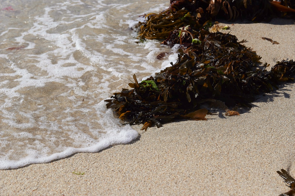 Seaweed Gugh Beach 23/08/19