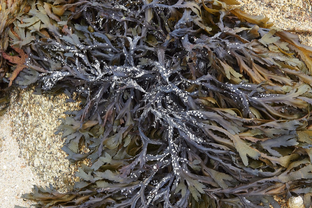 Seaweed  Bryher Beach 26/08/19