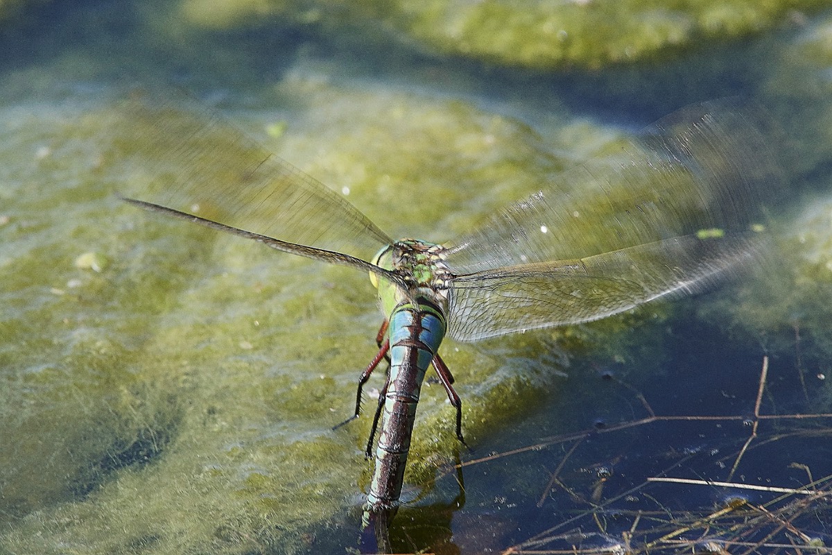 Emperor Dragonfly  Felbrigg 18/07/19