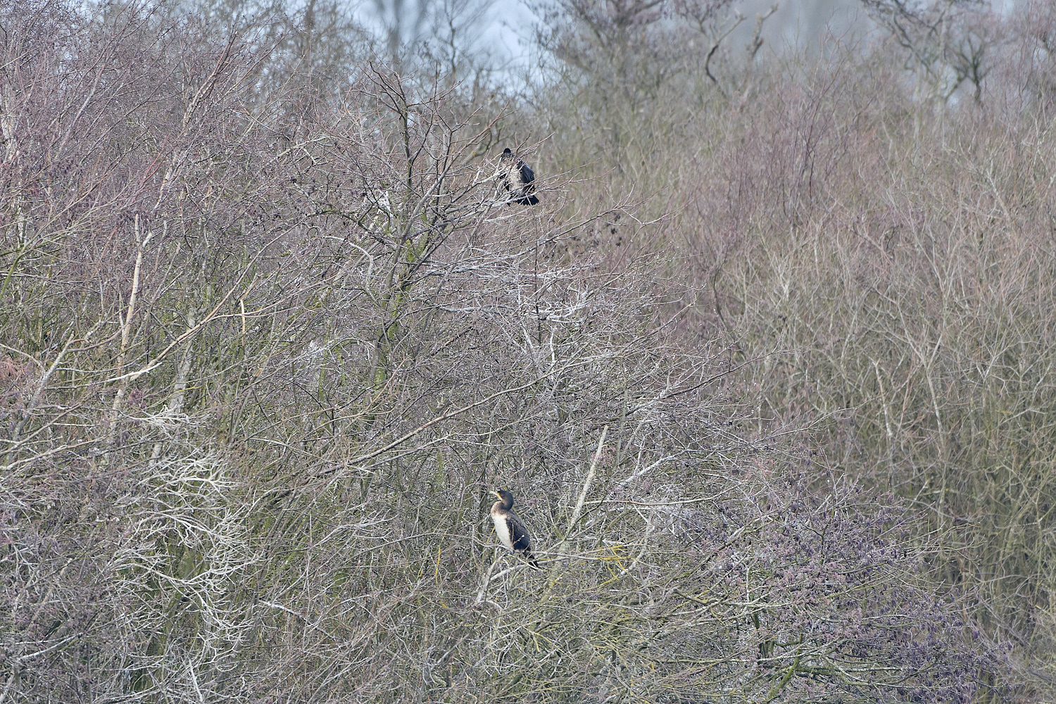 BartonBroadCormorant090219-1-NEF-