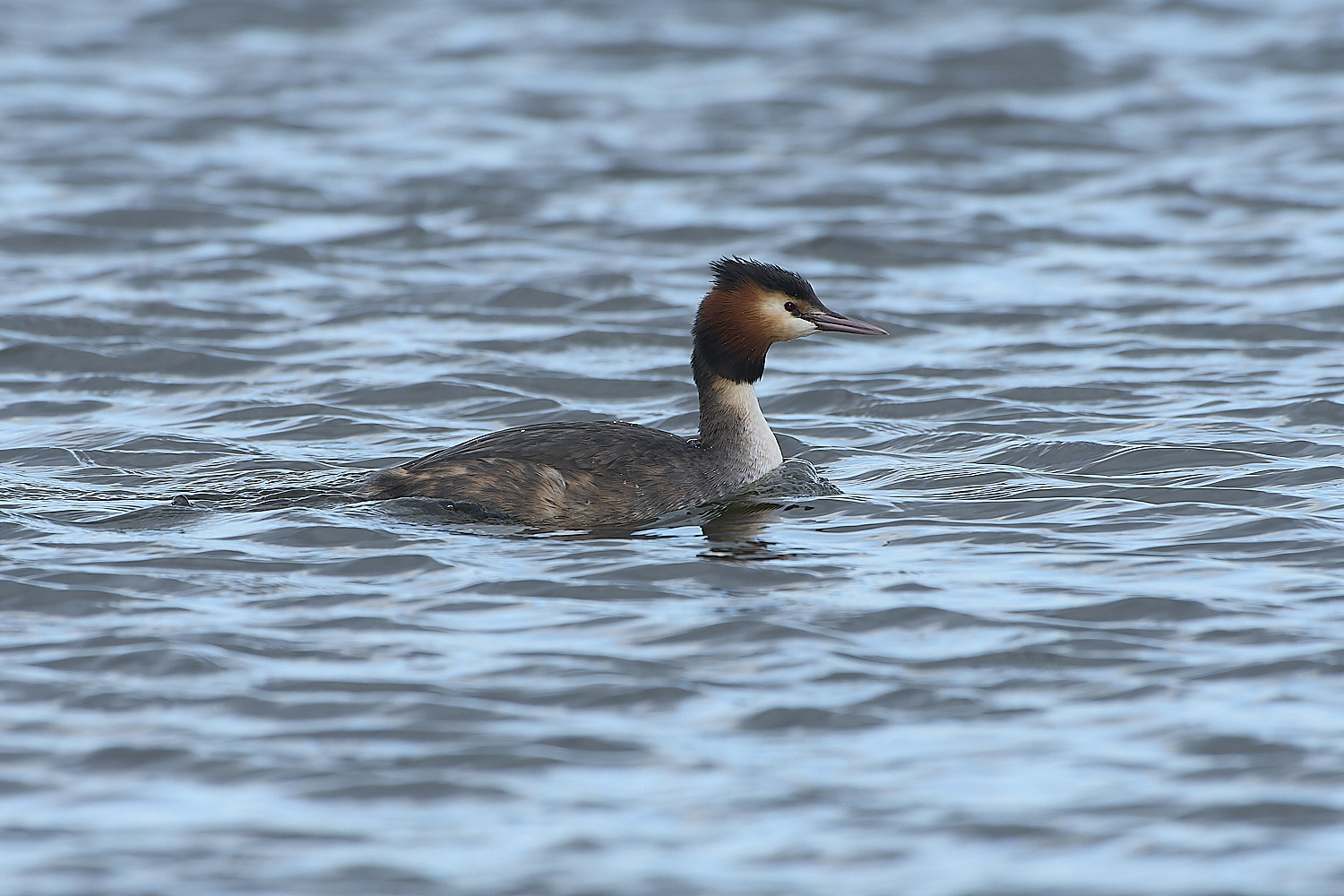 BartonBroadGrebe090219-1-NEF-