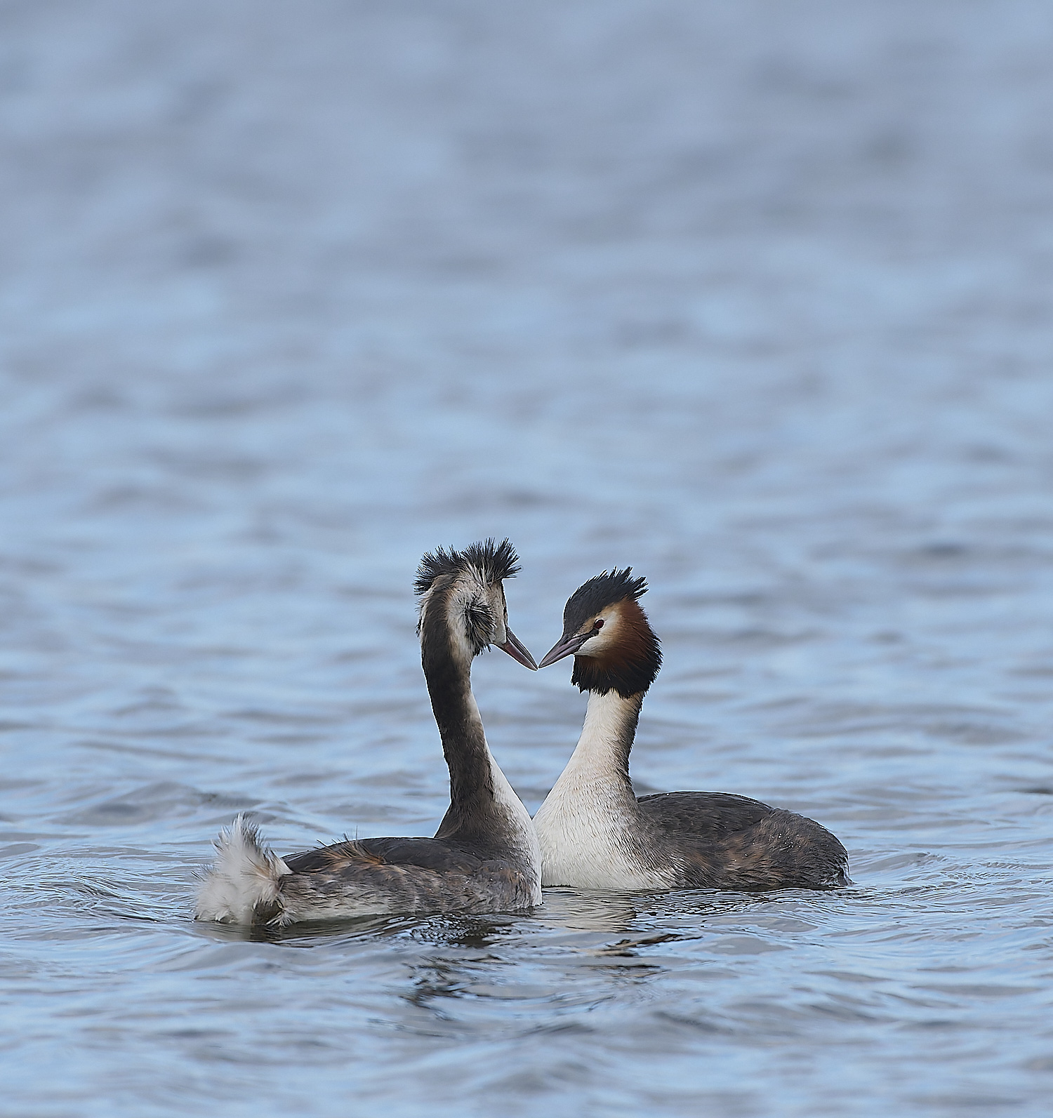 BartonBroadGrebe090219-3-NEF-