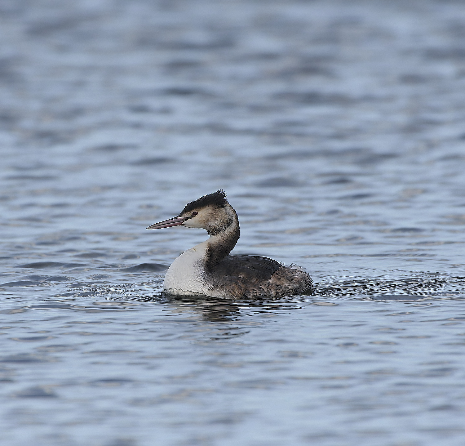 BartonBroadGrebe090219-6-NEF-