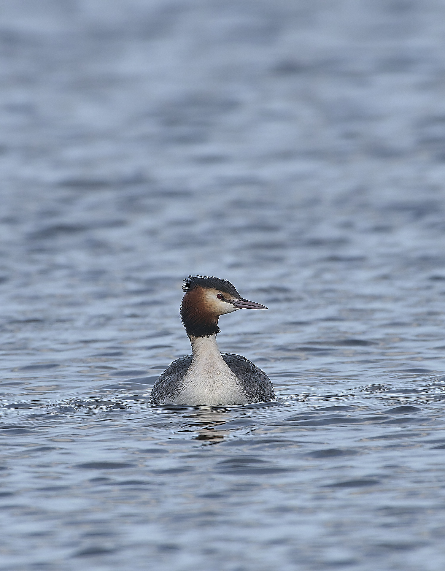 BartonBroadGrebe090219-7-NEF-