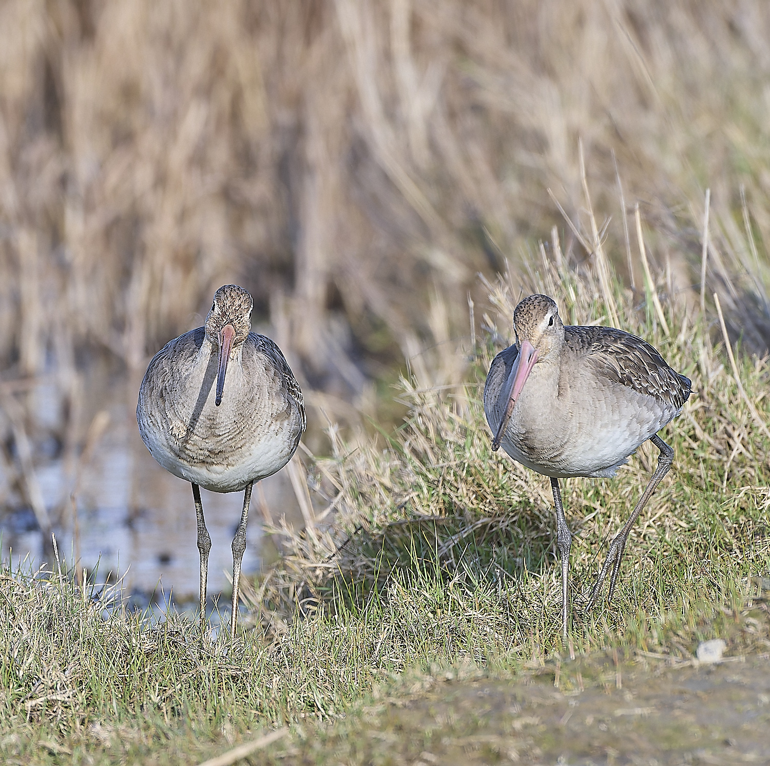 CleyBlackTailedGodwit050319-1-NEF-