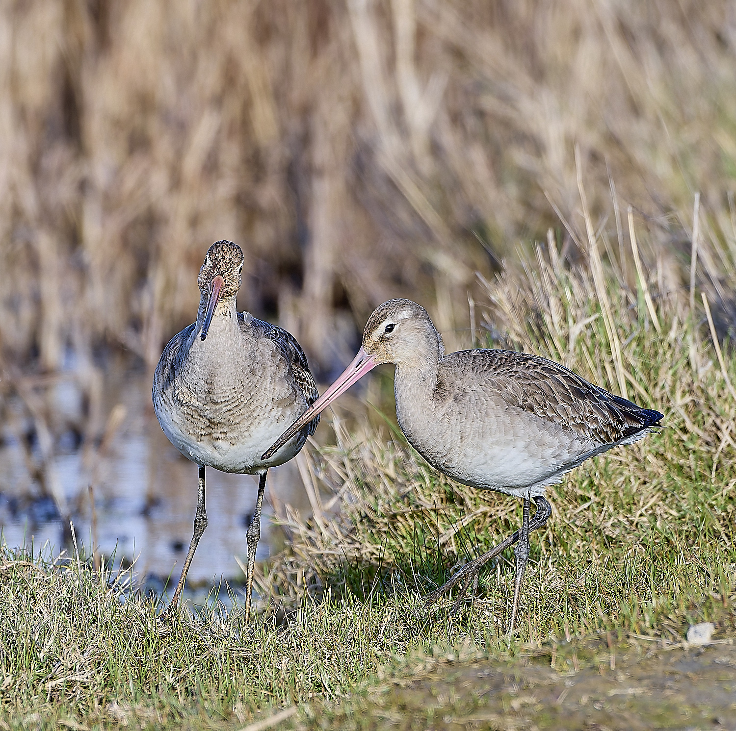 CleyBlackTailedGodwit050319-2-NEF-