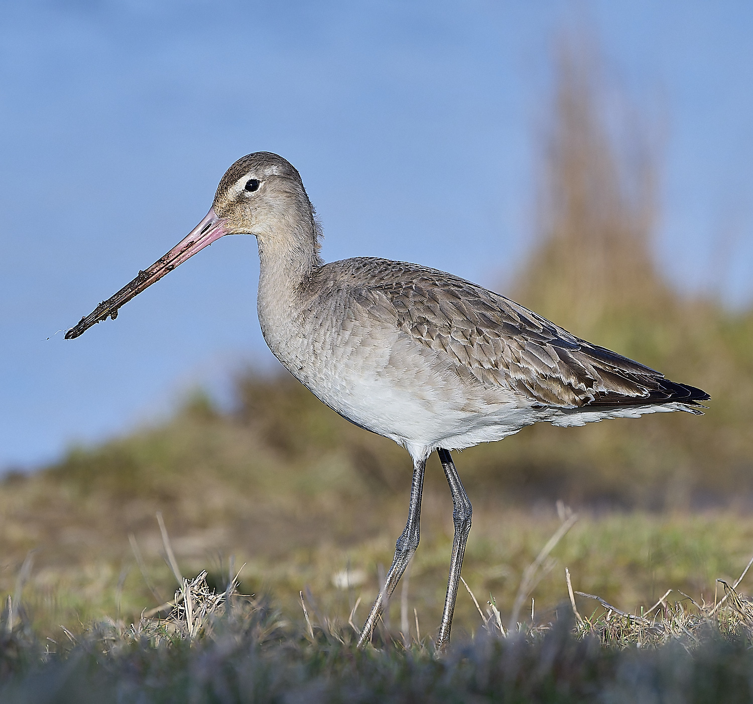 CleyBlackTailedGodwit050319-3-NEF-