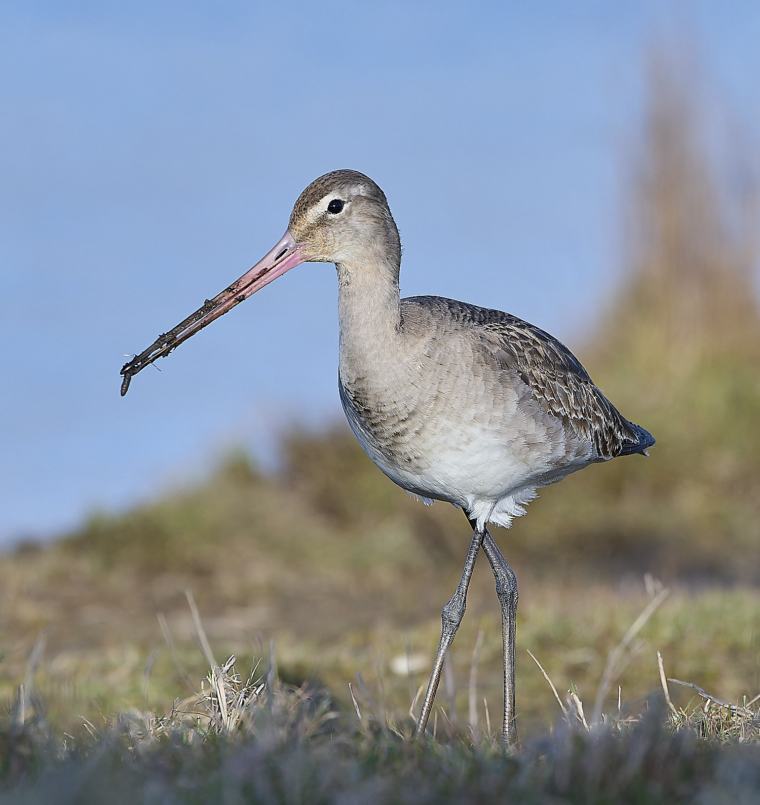 CleyBlackTailedGodwit050319-4-NEF-