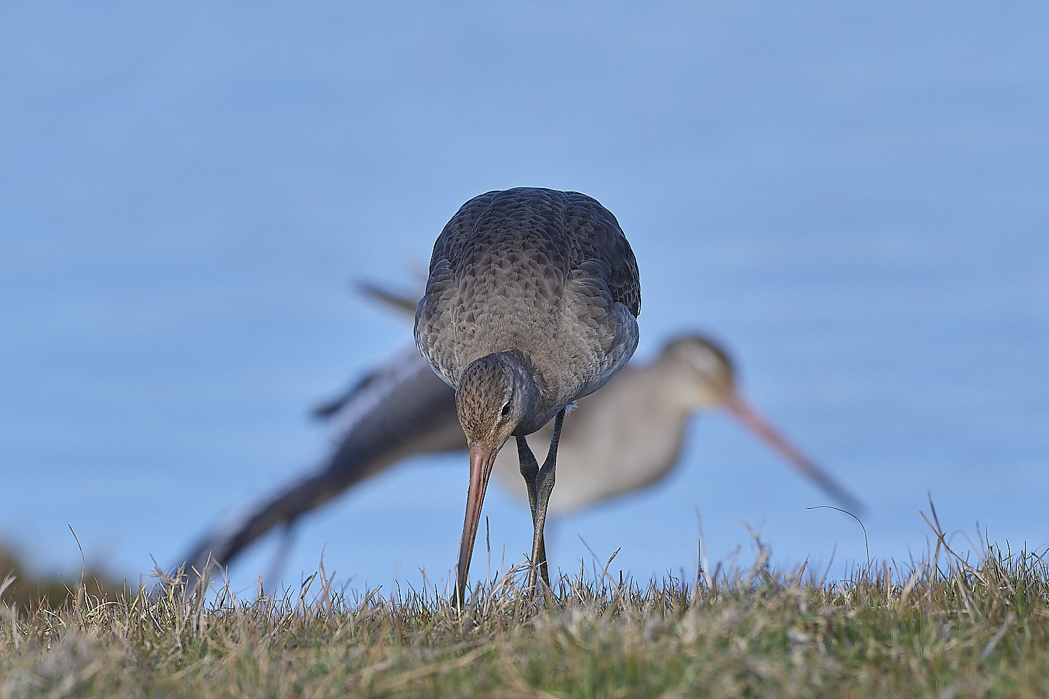 CleyBlackTailedGodwit050319-5-NEF-