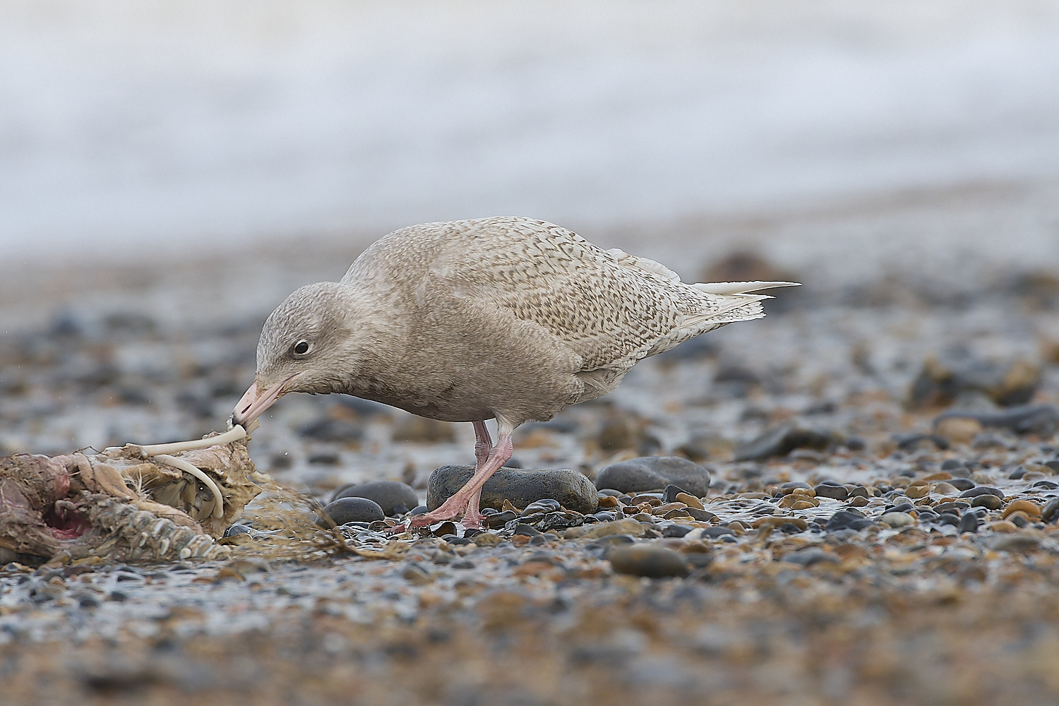 CleyGlaucousGull180119-14-NEF-