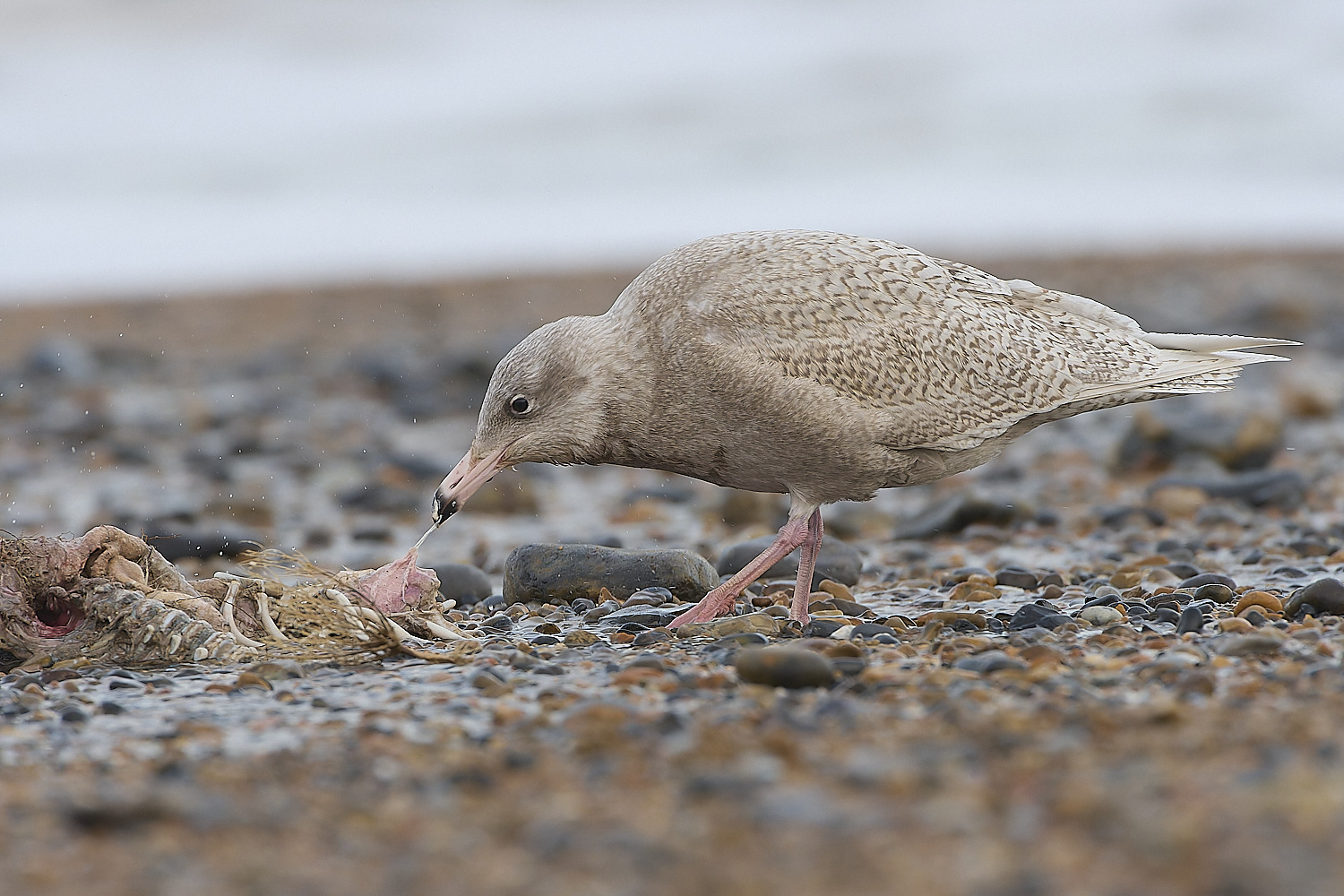 CleyGlaucousGull180119-15-NEF-