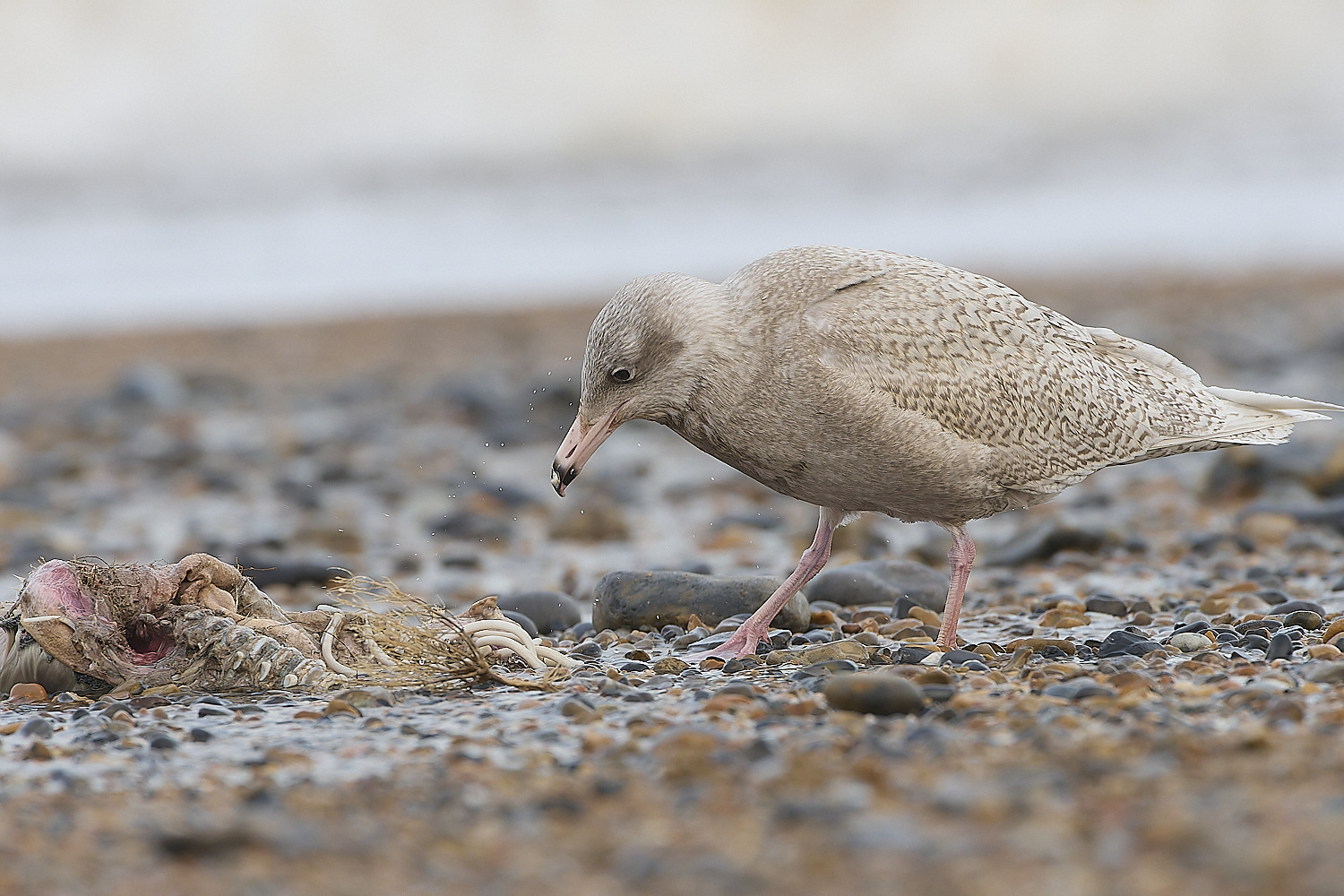 CleyGlaucousGull180119-16-NEF-