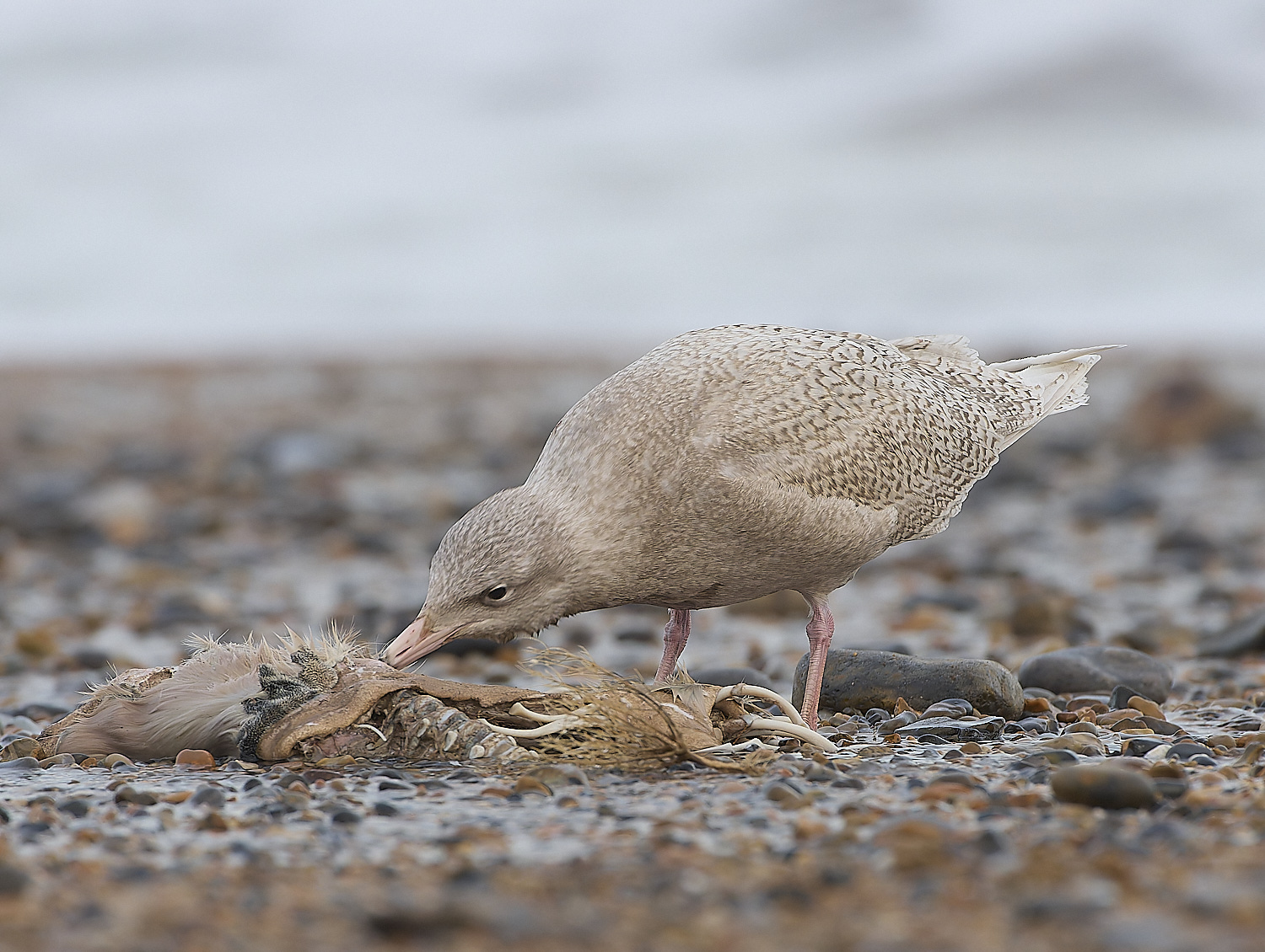 CleyGlaucousGull180119-17-NEF-